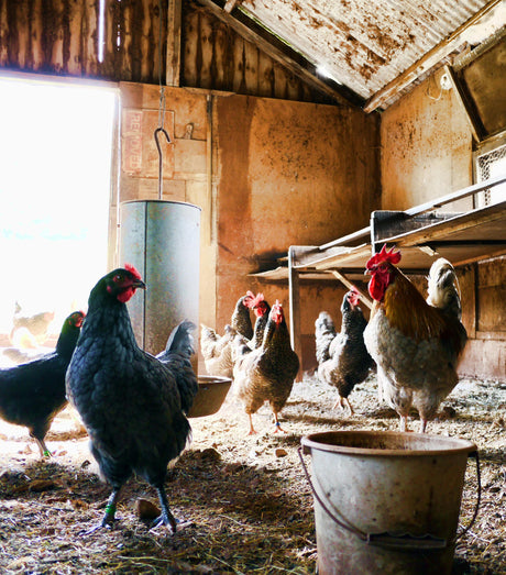 A Beginner's Guide to Setting Up Your Property for Raising Chickens